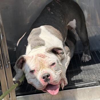 Roadrunner -  English Bulldog and Mixed Breed Dog for Adoption in St. Louis, Missouri - Roadrunner | PetCurious