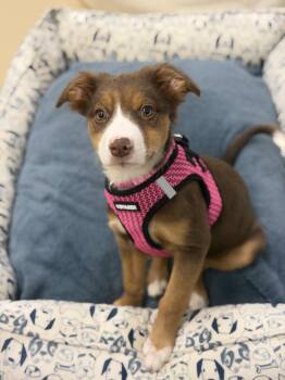 Australian Shepherd and Mixed Breed Dogs Available for Adoption in Oceanport, New Jersey - Charlotte | PetCurious