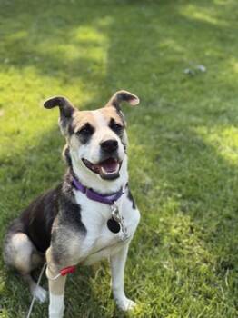 Calli -  Mixed Breed Dog for Adoption in Merriam, Kansas - Calli | PetCurious