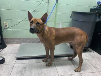 Rescue American Staffordshire Terrier and Mixed Breed Dogs for Adoption in Grand Prairie, Texas - BOJANGLES | PetCurious