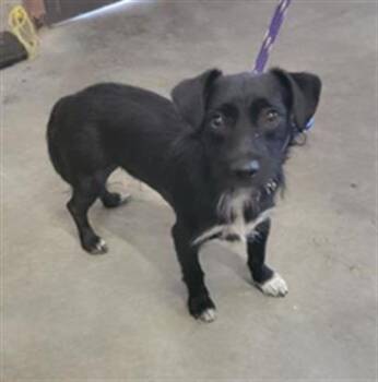 BINGO -  Dachshund and Mixed Breed Dog for Adoption in Camarillo, California - BINGO | PetCurious