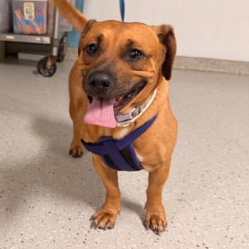 Brownie -  Mixed Breed Dog for Adoption in Indianapolis, Indiana - Brownie | PetCurious