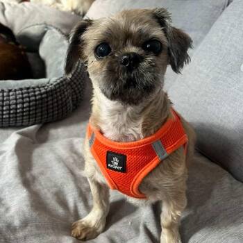 Shih Tzu Dogs Available for Adoption in Palisades Park, New Jersey - Sassy | PetCurious