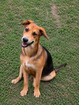 Shepherd and Beagle Dogs Available for Adoption in VERNON ROCKVL, Connecticut - Friday | PetCurious