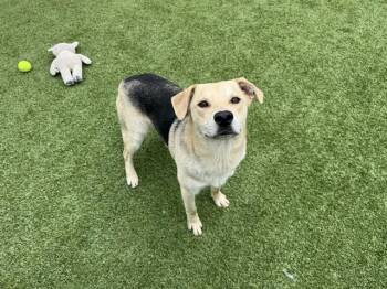 Carolina Dog Dogs Available for Adoption in Rowlett, Texas - TOBI | PetCurious