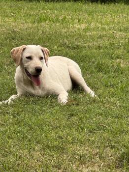 Daisy -  Yellow Labrador Retriever Dog for Adoption in Dallas, Texas - Daisy | PetCurious