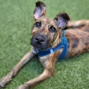 Wally -  Mixed Breed Dog for Adoption in New York, New York - Wally | PetCurious
