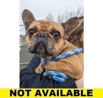 Rescue French Bulldog and Mixed Breed Dogs for Adoption in Eugene, Oregon - Cinnamon Bun | PetCurious