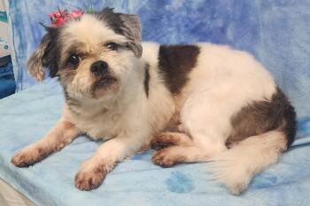 261114  Toby -  Shih Tzu Dog for Adoption in Wetumpka, Alabama - 261114  Toby | PetCurious