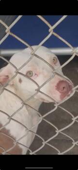 Rescue Pit Bull Terrier Dogs for Adoption in Brewster, New York - Mamba | PetCurious