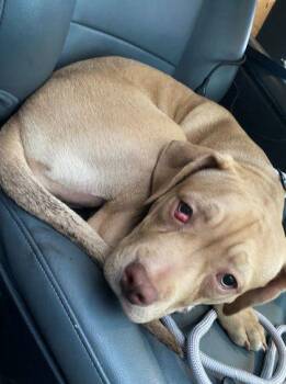 Mixed Breed Dogs Available for Adoption - Soy Sauce | PetCurious