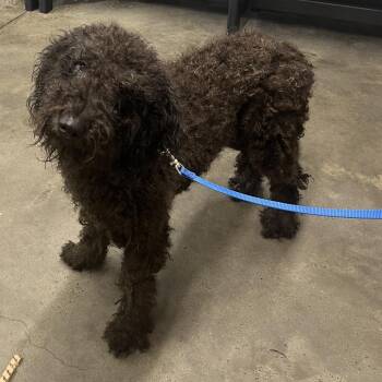 Tiramisu -  Standard Poodle and Poodle Dog for Adoption in Tampa, Florida - Tiramisu | PetCurious