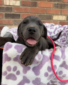 Cane Corso Dogs Available for Adoption in Glendale, Arizona - Billie Eilish | PetCurious