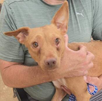 Mari -  Vizsla and Rat Terrier Dog for Adoption in Athens, Alabama - Mari | PetCurious