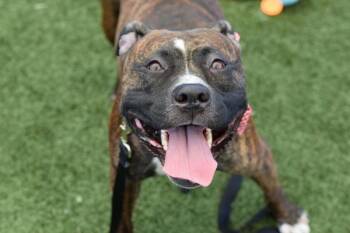 Bronco -  Mixed Breed Dog for Adoption - Bronco | PetCurious