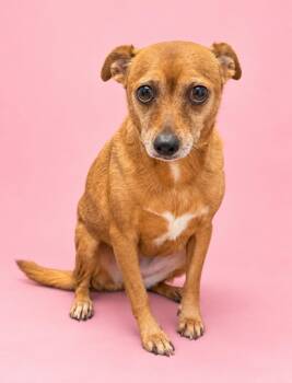 Florence AKA Flo -  Chihuahua and Mixed Breed Dog for Adoption in Rock Springs, Wyoming - Florence AKA Flo | PetCurious