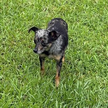 Chi-Chi -  Chihuahua Dog for Adoption in Hinesville, Georgia - Chi-Chi | PetCurious