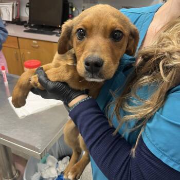 Shepherd and Retriever Dogs Available for Adoption - Nym | PetCurious