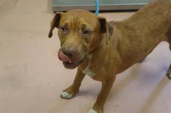 CAIN -  Mixed Breed Dog for Adoption in Columbia, South Carolina - CAIN | PetCurious