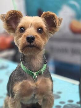 Yorkshire Terrier Dogs Available for Adoption in Richmond, Virginia - Wasabi | PetCurious