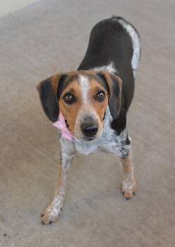 Abby -  Beagle Dog for Adoption in Mckinney, Texas - Abby | PetCurious