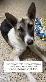Rescue German Shepherd Dog and Belgian Shepherd Malinois Dogs for Adoption in Whittier, California - Wilson | PetCurious
