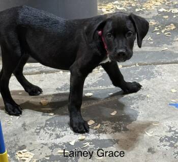 Lainey Grace (26-122 D) -  Labrador Retriever and Mixed Breed Dog for Adoption in Lansing, Michigan - Lainey Grace (26-122 D) | PetCurious