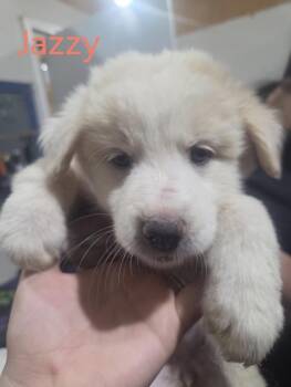 Gretchen HTX -  Great Pyrenees Dog Available for Adoption in Quinlan, Texas - Gretchen HTX | PetCurious