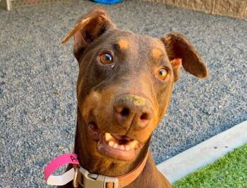 SAVE ME PLEASE Dutchess - IDA552603 -  Doberman Pinscher Dog for Adoption in San Marcos, California - SAVE ME PLEASE Dutchess - IDA552603 | PetCurious