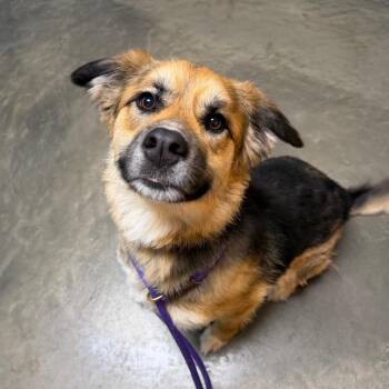 Mixed Breed Dogs Available for Adoption in Dekalb, Illinois - Mila | PetCurious