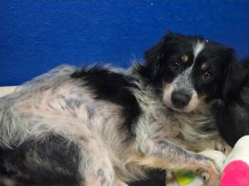 Bianca -  Chihuahua Dog for Adoption in Sedalia, Colorado - Bianca | PetCurious