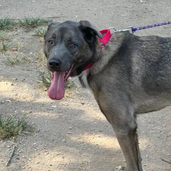 Aciano -  Akita and Mixed Breed Dog for Adoption in Austin, Texas - Aciano | PetCurious