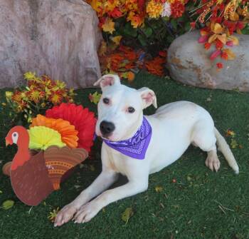 Rescue Pit Bull Terrier Dogs for Adoption in Oklahoma City, Oklahoma - MILKSHAKE 463863 CutePUP! | PetCurious