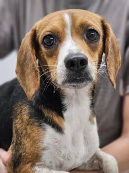 Daffodil fka Dog 8 -  Beagle and Mixed Breed Dog for Adoption in West Chester, Pennsylvania - Daffodil Fka Dog 8 | PetCurious
