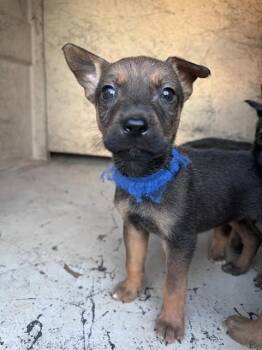 A480639 -  German Shepherd Dog and Mixed Breed Dog for Adoption in Oklahoma City, Oklahoma - A480639 | PetCurious