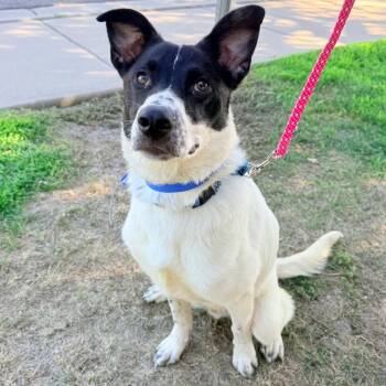 841 (2026) Charlie -  Australian Cattle Dog Blue Heeler and Mixed Breed Dog for Adoption in Parker, Colorado - 841 (2026) Charlie | PetCurious