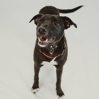 Labrador Retriever and Pit Bull Terrier Dogs Available for Adoption in Krum, Texas - Scout 2 | PetCurious