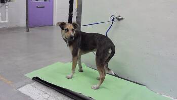 AIDEN -  Australian Shepherd and Mixed Breed Dog for Adoption in Houston, Texas - AIDEN | PetCurious