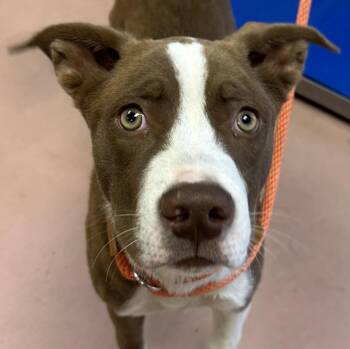 Rescue Mixed Breed Dogs for Adoption in Columbia, South Carolina - AUGUSTUS | PetCurious