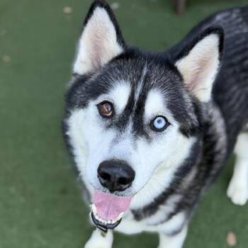 Rocky -  Siberian Husky Dog for Adoption in Sacramento, California - Rocky | PetCurious