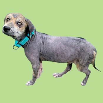Rescue Mixed Breed Dogs for Adoption in Clarksville, Tennessee - Timone | PetCurious