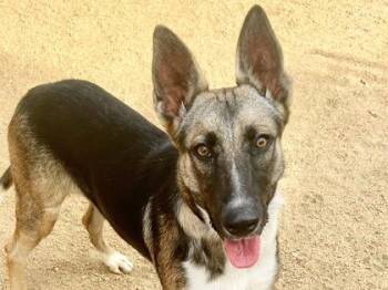 Samantha -  Mixed Breed Dog for Adoption in Georgetown, Texas - Samantha | PetCurious