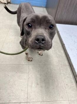 Mixed Breed Dogs Available for Adoption - Andi | PetCurious