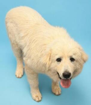 Great Pyrenees and Mixed Breed Dogs Available for Adoption in Bowling Green, Kentucky - Puppa | PetCurious