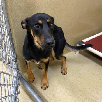 Peyton -  German Shepherd Dog and Mixed Breed Dog for Adoption in Monroe, Georgia - Peyton | PetCurious
