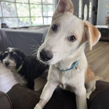 Ralph -  Yellow Labrador Retriever and Shepherd Dog for Adoption in Oswego, Illinois - Ralph | PetCurious