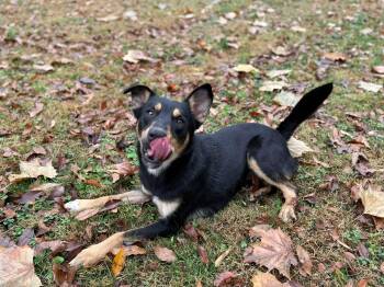 Rescue Mixed Breed Dogs for Adoption in Leitchfield, Kentucky - Augustus | PetCurious