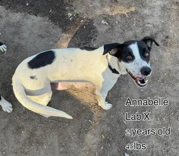 Annabell -  Labrador Retriever Dog for Adoption in Pomfret, Connecticut - Annabell | PetCurious