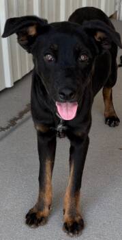 Rescue Cattle Dog and Labrador Retriever Dogs for Adoption in Fort Lupton, Colorado - Regis | PetCurious