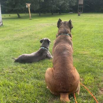 Kingdom -  Cane Corso Dog for Adoption in Manchester, Pennsylvania - Kingdom | PetCurious